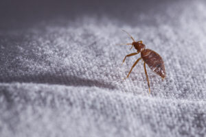 bed bug image